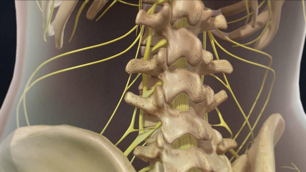 Nahansicht der Lendenwirbelsäule mit Skelett- und Nervensystem (3/4 Rückansicht)