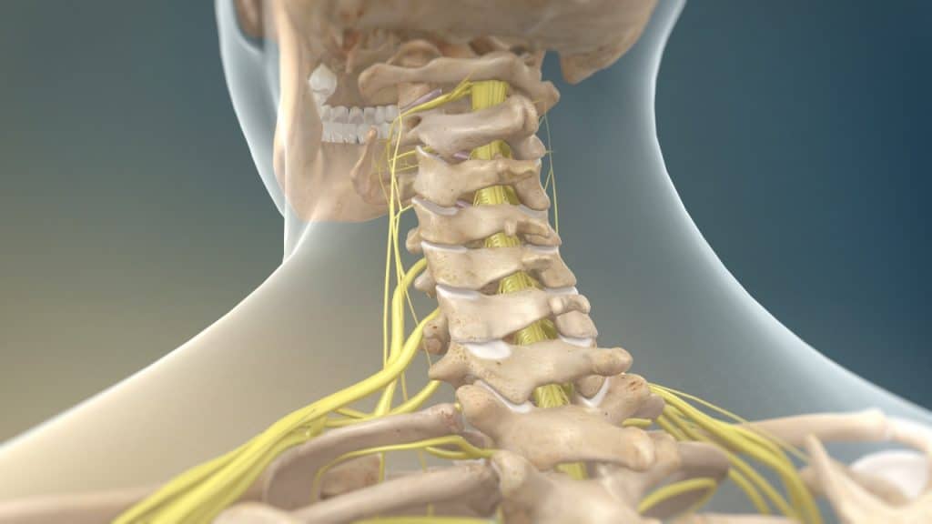 Halswirbelsäule mit Nerven (Rückansicht)