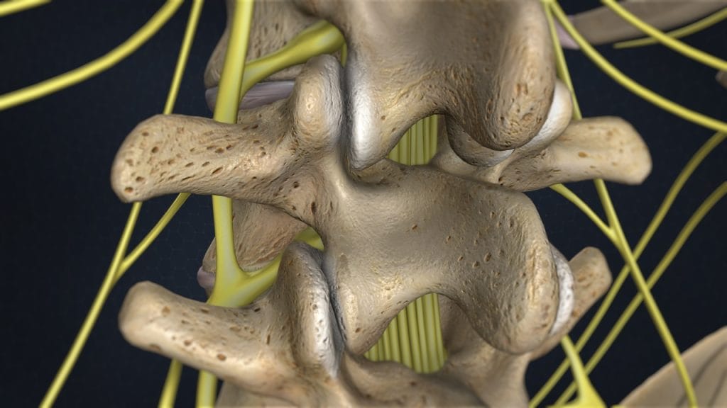 Lendenwirbel und Bandscheiben (Rückansicht)