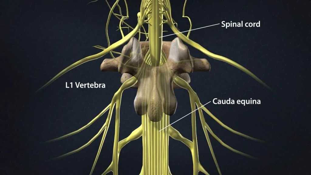 Spinal cord, cauda equina and L1 vertebra (posterior view)