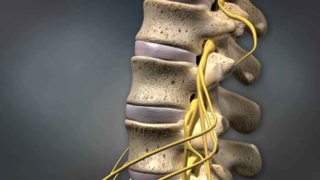 Lendenwirbelsäule und Spinalnerven (3/4 Seitenansicht)