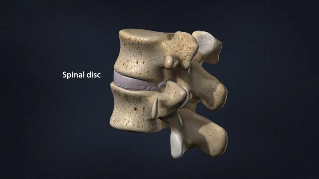 Vertebral anatomy with intervertebral disc (posterior 3/4 view)