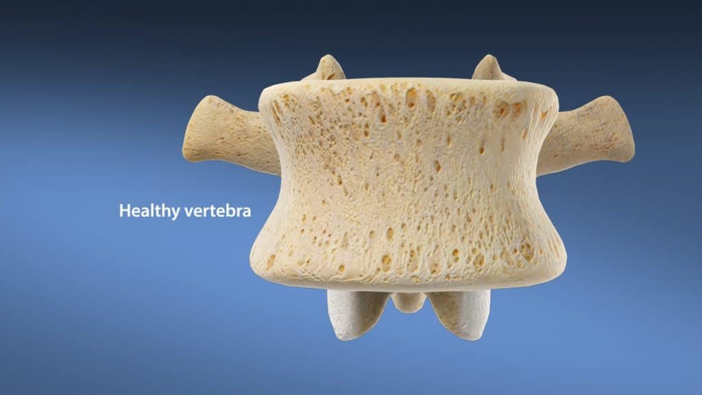 Здоровый позвонок (внешний вид)