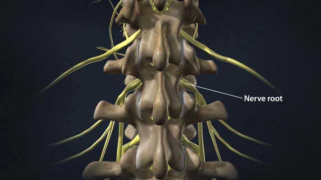 T12, L1 and L2 vertebrae with nerve roots (posterior view)