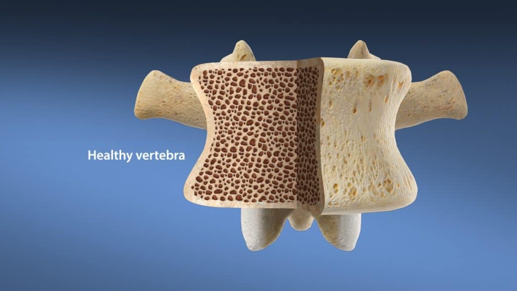 Здоровый позвонок (в разрезе)