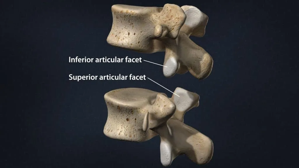 Vertebral anatomy with articular facets (posterior 3/4 view)