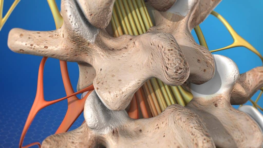 Lumbar spine pain (posterior view)