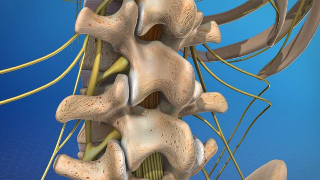 Lamina of lumbar spine