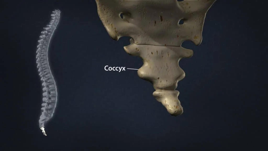 Coccygeal region (anterior 3/4 view)