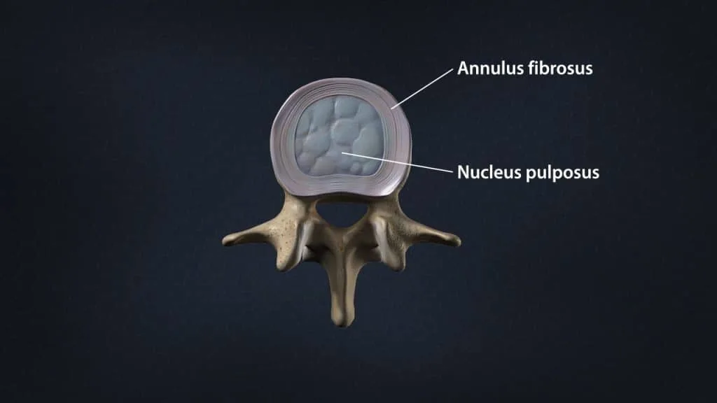 Intervertebral disc with annulus fibrosus and nucleus pulposus (superior view)