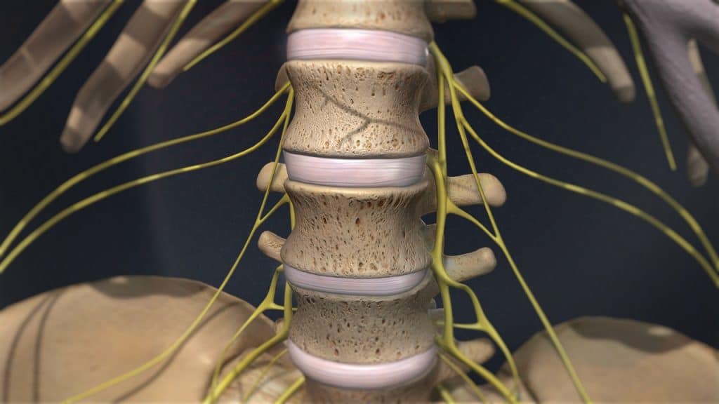 Οσφυϊκοί σπόνδυλοι και δίσκοι (μπροστινή όψη)