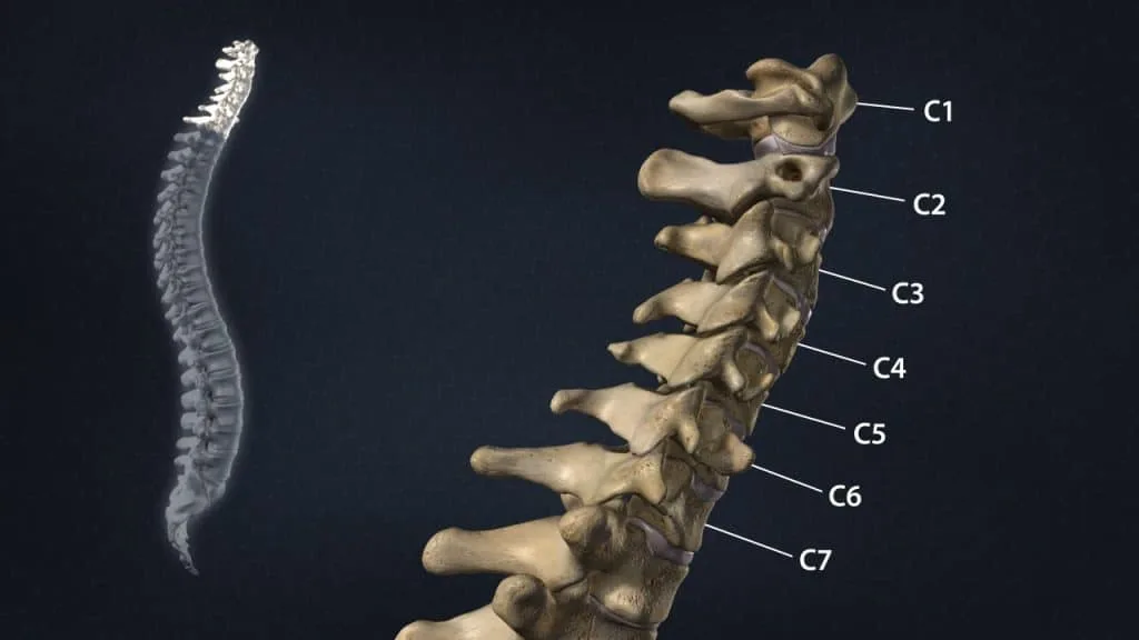 Cervical region of the spine (lateral view)
