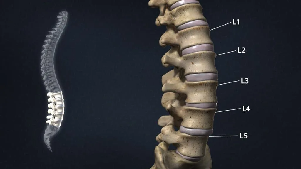 Lumbar region of the spine (anterior 3/4 view)