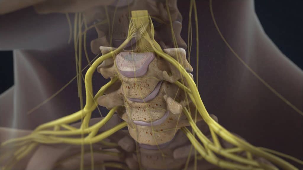Cervical vertebrae (C5, C6 and C7) with healthy discs