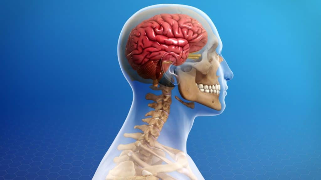Lateral view of skull, brain and cervical spine