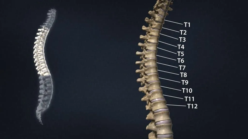 Thoracic region of the spine (anterior 3/4 view)