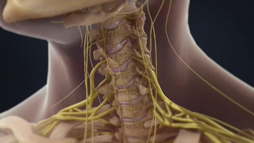 Anatomie des Nackens