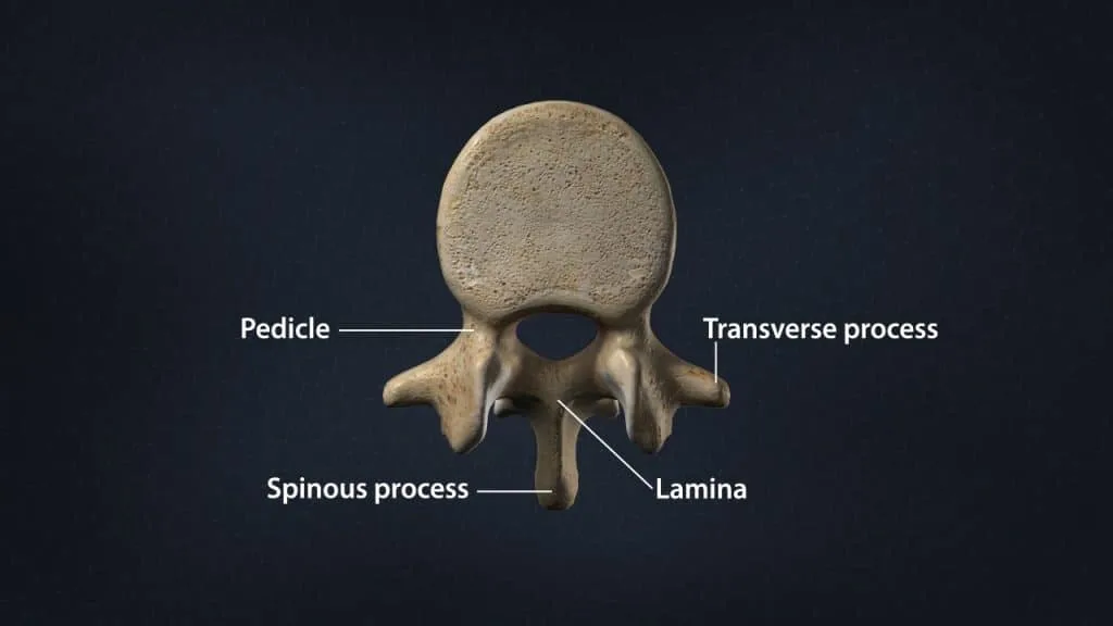 A typical lumbar vertebra with pedicle, lamina and processes (superior view)