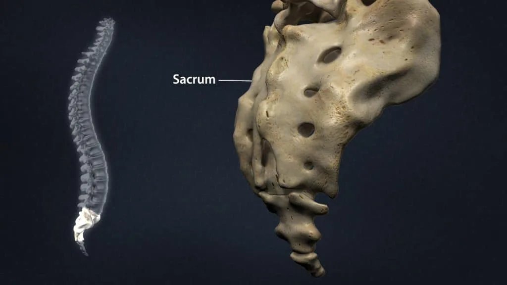 Sacral region (posterior 3/4 view)