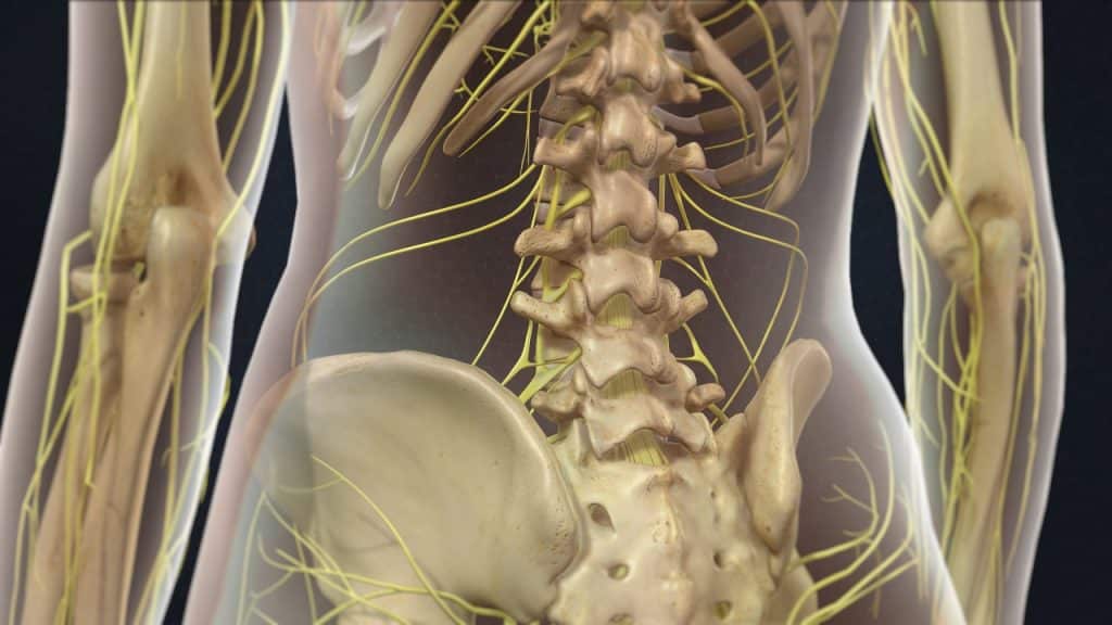 Οσφυϊκή μοίρα της σπονδυλικής στήλης (οπίσθια όψη)