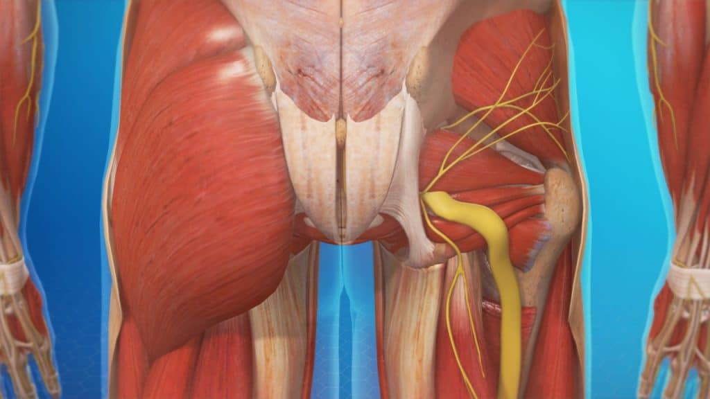 Sciatic nerve